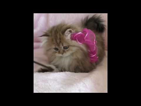 Adorable Kittens Having Fun - Golden Persian Teacup Kittens For Sale at CatsCreation.com!