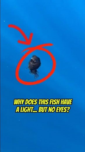 Why does this fish have a light... but no eyes?