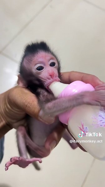 Pet Monkey Training Tips for New Owners