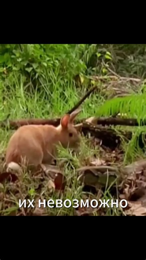 Робо-кролики против питонов во Флориде! 🐍🤖