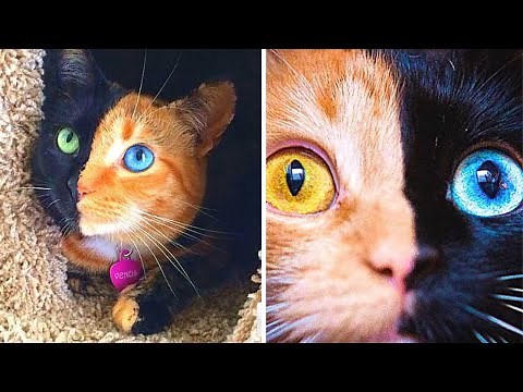 12 Seltene Tiere, die EINZIGARTIG sind!