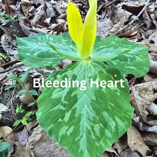 Spring flowers @ MedicineWoods Botanical Sanctuary. #nature #lifeisbutadream #garden