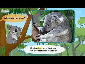 L2 031 Meet the Animals 31 Koala