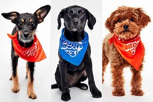 Meet Puppy Bowl 2026's adorable doggy players, all available for adoption