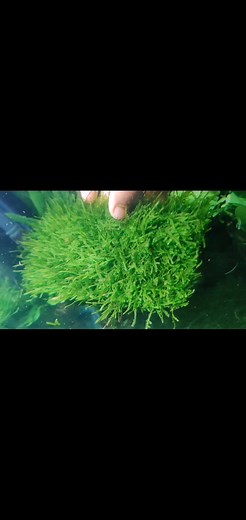 Fresh & healthy java moss 20cm*8cm pad Mohammadpur, Dhaka Inbox for details 📩📩📩 | MD. Nur- A Alam