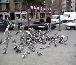 Capture de pigeons