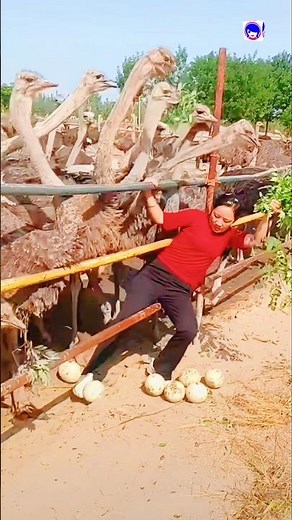 Ostrich Bird Nature's Flightless Wonder!