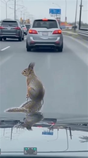 Crazy squirrel 🐿️ #squirrel #funnyanimals #funnymoments #funnyreels #webdevil33 | Mike Massaad