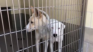 2.9K views · 147 reactions | 2/20 update ~ Status RED "Fighting with...