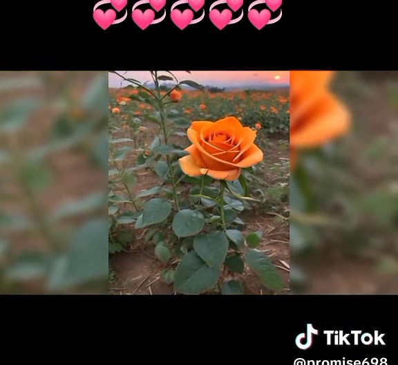 PROMISE M (@promisems)’s videos with original sound - RIGHT VJ