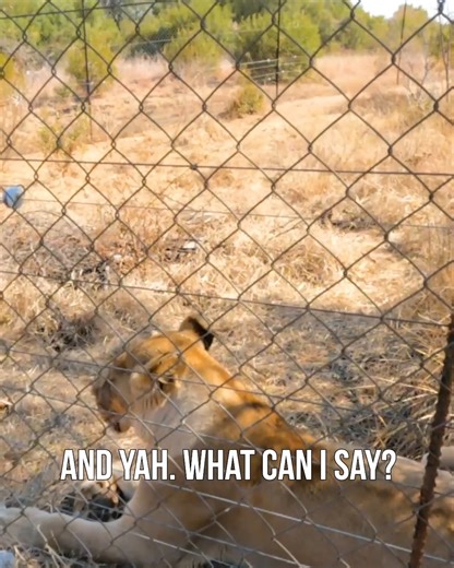 I'll tell you, I've never been much of a nervous type. Not when it comes to my kids, my family, or my animals. But the day we opened the gate to let Icarus and Meg meet face to face... If you've never seen how this went down, let's take a walk down memory lane together! #wevecomealongwaybaby #lionlover #megandicarus #bigcatlover #relationshipgoals | Kevin Richardson