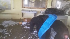 There's more than one way to play with a kiddie pool! Some of the chimps will splash around in the kiddie pools, some will simply pick enrichment out when we put it in the kiddie pool water (such as cut up and frozen fruit), others will build nests in them when dry, and here are Spike and Gabe having a unique play session with one. The chimps have the choice of going outside onto their 3-acre island but Spike & Gabe decided to stay in to play! That's Jude and Casey lounging on the benches. Part 
