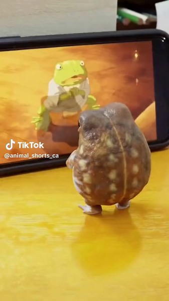 animal_shorts_ca on TikTok