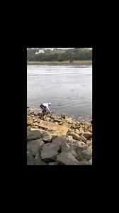 Here’s a short outtake from the soon to be released full length video showing one of the craziest days at the Cape Cod Canal. The striped bass were pushing the squid right onto the rocks. #stripedbassfishing #stripedbass #saltwaterflyfishing #surffishing #marinelife Mike Laptew | Mike Laptew