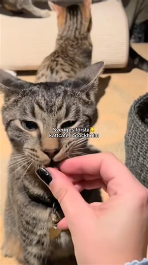 STOCKHOLMS GULLIGASTE CAFÉ🥹