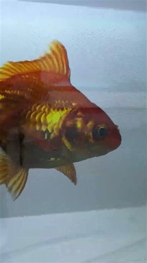 LCD transparent screen