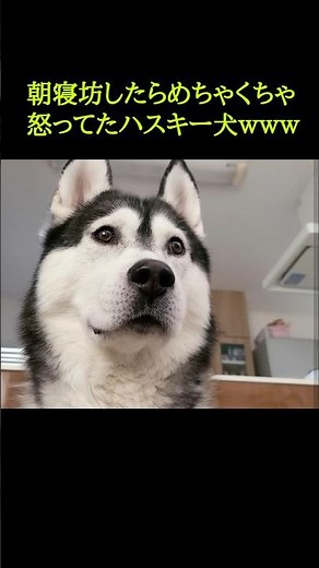 朝寝坊したらハスキー犬がめちゃくちゃ怒ってた...笑#shorts