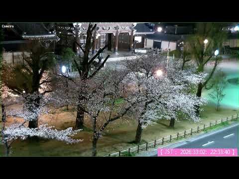 🔴【🌸さくら🌸LIVE】京都ライブカメラ 東本願寺前の市民緑地「お東さん広場」から生中継 KYOTO JAPAN 京都ライブカメラ Livecam 桜 花見