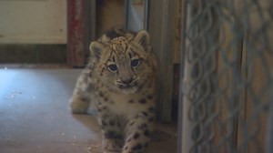 Watch: Snow leopard cub makes public debut at Seattle's Woodland Park Zoo