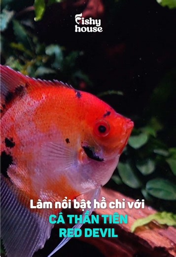 🌟 Sắp đến Tết rồi các bác ơi!!! Mà nhắc đến Tết thì phải có màu đỏ, anh em đã trải nghiệm cá Thần Tiên Red Devil chưa? 👉 Dòng này Fishy House có sẵn size từ 3-4cm, siêu đỏ, nổi bần bật hồ luôn nha Alo Fishy House đặt hàng ngay! #fishyhouse #cacanh #thuysinh #aquarium #fish