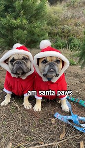 Gus and Marty go to a tree farm to find the perfect Christmas tree. They had the best time at the North Pole! Make sure to keep watching our videos to see us decorate the tree! | Gus Gus In The City
