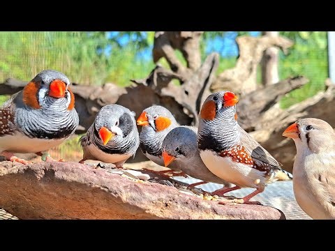 Zebra finch singing sound: zebra finch sing a song at the timber and for find some animal to eat.