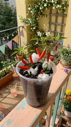 Grow Spicy Chili Peppers at Home in a Plastic Cup! 🌶️✨#garden #plants #chili #shorts