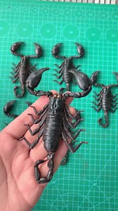 Real Scorpions Taxidermy, Dried Preserved Insect Beetle Bug Butterfly Moth Entomology Display - Etsy
