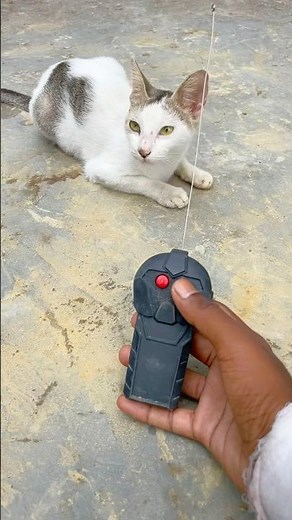 My new Remote control cat big size unboxing korlam #cat