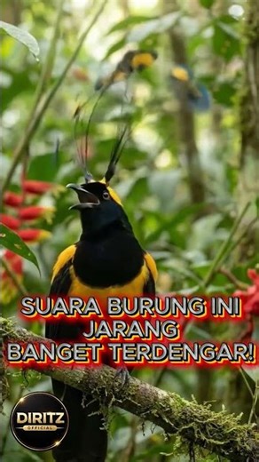 Listen! Bird-of-Paradise Singing Deep in the Jungle 🌿 #birdofparadise #wildlife #animals #shorts
