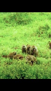 760K views · 15K reactions | the real wildlife | the real wildlife | Facebook