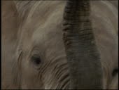close up face of elephant with trunk up / tilt up trunk / Serengeti,...
