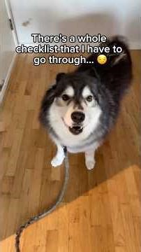 Huskies have many virtues. Patience isn’t one of them. 🐺😉😅 #siberianderpskies #husky #huskylife