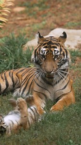 Celebrating a very cool conservation milestone 🧊 This year marks the 50th anniversary of the San Diego Zoo Wildlife Alliance's Frozen Zoo®, an innovative institution dedicated to safeguarding endangered species around the world by sustaining living cells to combat the biodiversity crisis facing our planet. The Frozen Zoo is the largest collection of its kind and is home to over 11,500 genetic samples from 1,337 species including Przewalski's horses, orangutans, Sumatran tigers, and more. With y