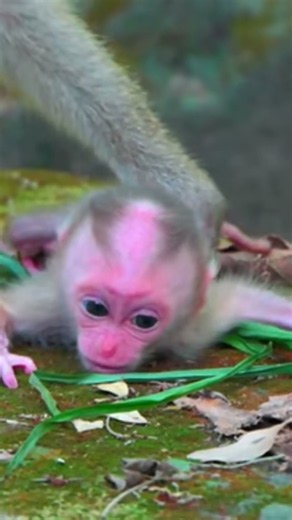 First Steps: Tiny Baby Monkey Learning to Crawl