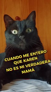 249K views · 6.6K reactions | CUANDO ME ENTERO QUE KAREN NO ES MI VERDADERA MAMÁ #gatito #Gata #divertido #karen #animales #gatonegro #gracioso #gatos #Compartir #michi | La vida gatuna junto a mis michis | Facebook