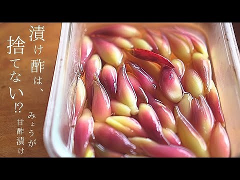 【砂糖なし】みょうがの甘酢漬けで『○○も漬ける』バテ気味にはこれ！作り置きに重宝します。