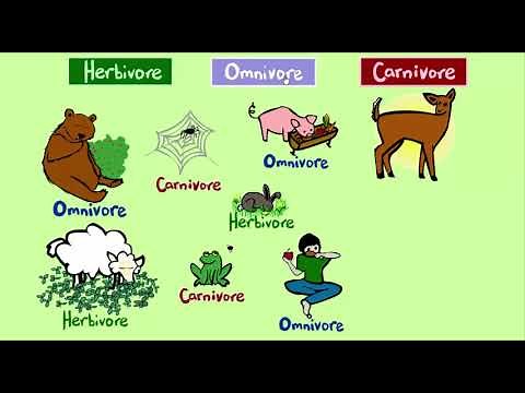 What do Animals Eat? (Game 1) Herbivore, Omnivore or Carnivore? Game - Sheppard Software