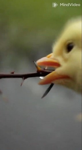 WAIT FOR IT! You WON'T BELIEVE What This Chick Did 🥺