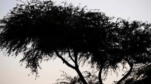 Silhouettes Mesquite Tree Great Horned Owl Stock Footage Video (100% Royalty-free) 1106140861 | Shutterstock