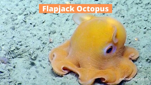 Flapjack Octopus: Everything You Need To Know (Facts, Diet, Habitat and More) - Animal Hype