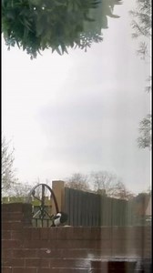 1.5K views · 43 reactions | Meet my friendly Magpie gbsct . It knows when I’m in and sits on my fence looking through the patio doors lol  It knows I’ll feed it, nature is fantastic ❤️ | Scottish Scenery | Facebook