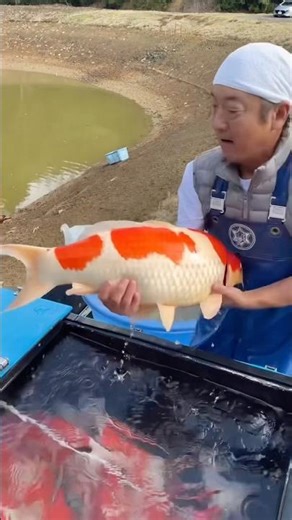 Picking The Best: Super Kohaku Koi Selection Day!