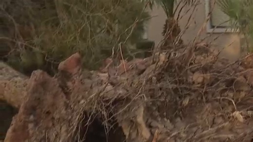 Las Vegas tree removal company responds to late night calls after record-setting winds