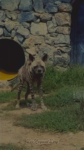 This is Why Hyenas Fear Nothing #predators #survival