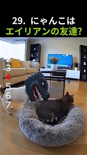29 にゃんこはエイリアンの友達? 냥이 친구는 외계인? Is your cat friend an alien? #cat #funny #cute