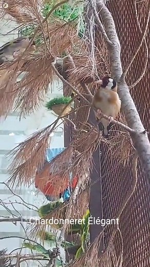 Beautiful Goldfinch singing 🔥🔥 #birds #birthday #birdlife #bird #naturelovers #fblifestyle #beauty #wildlifephotography #linnet #chardonneret | Jilgueros