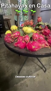 ¡Descubre la fruta del futuro! 🌟 La pitahaya es deliciosa, exótica y llena de beneficios. 🥝✨ Llena de sabor y nutrientes tu vida con esta joya natural. ¡Consíguela hoy! Contáctame en el link de mi perfil #pitahaya #pitaya #pitajaya #frutosrojos #frutadeldragon #frutas #VentaDePitahaya #FrutaExótica #cactus #huertoencasa #huertourbano #organico #saludableysabroso | Jardin urbano