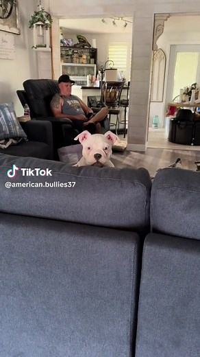 Understanding American Pocket Bullies: Traits & Care