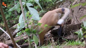 76K views · 1K reactions | Coyote and the crew meet one adorable, friendly baby fox! | Coyote Peterson | Facebook